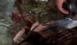 Em Marechal Deodoro, jacaré é flagrado 'passeando' em praça pública