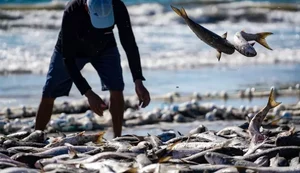 Pesca de tainha por arrasto de praia é suspensa após cota atingir 90% do limite permitido