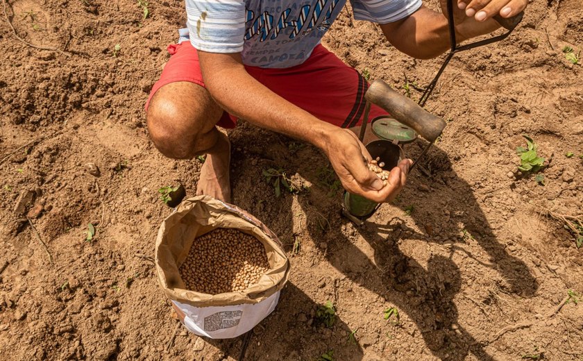 Produção de grãos no Nordeste deve crescer 8,6% em 2023