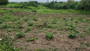 Olho d’Água das Flores: FPI denuncia que falta de terra levou quilombolas a plantar em lixão