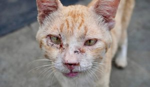 SMS registrou em seis meses 226 casos de esporotricose em animais