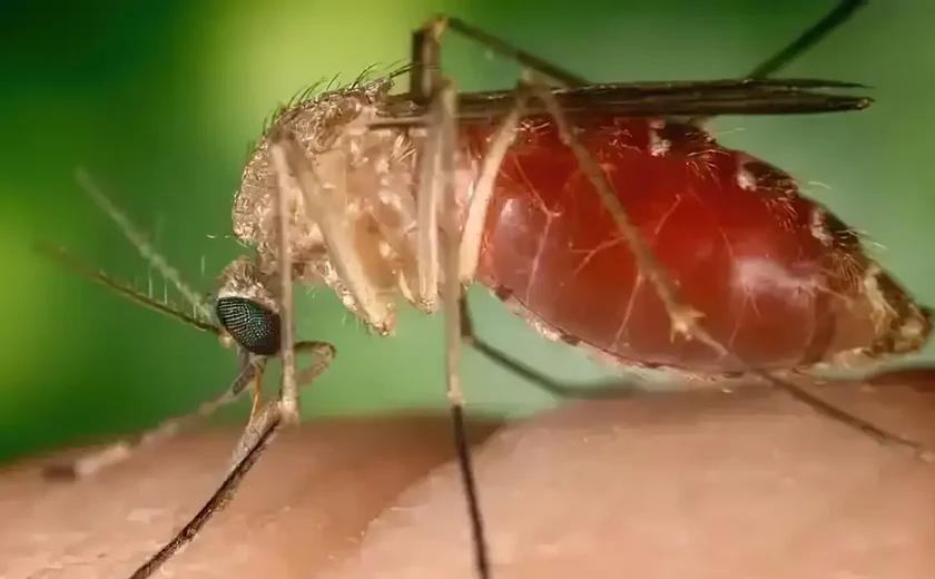 Opas eleva risco de febre do Oropouche nas Américas para alto