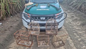 PM/AL resgata mais de 250 animais silvestres e apreende oito armas em operações ambientais