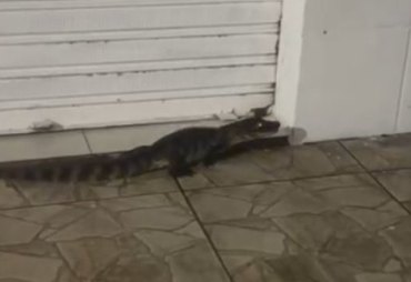 Jacarés circulam em área urbana e assustam moradores de Jequiá da Praia