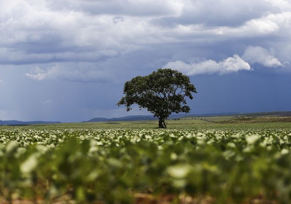 Crédito rural financiou R$ 92,4 bi em áreas com alertas ambientais