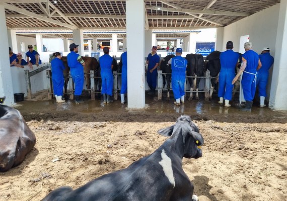 Pequenos produtores rurais participam de curso sobre inseminação artificial na Expo Bacia Leiteira