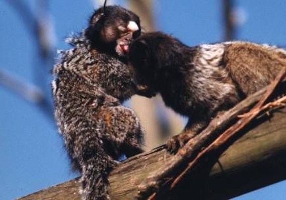 Macacos são ‘radares’ para febre amarela em 45 áreas verdes de SP