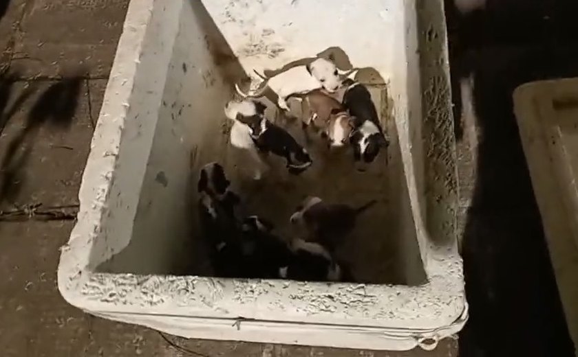 Vídeo: Polícia Civil investiga suspeito de abandonar 11 filhotes e instaura inquérito por maus-tratos a animais