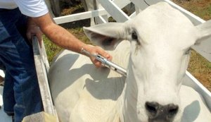 Prazo para vacinação contra a febre aftosa encerra dia 30 em Alagoas
