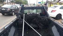 Cachorro abandonado é resgatado em Penedo pelo Corpo de Bombeiros