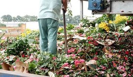 Coronavírus faz cooperativas jogarem fora 70% das flores produzidas em Holambra