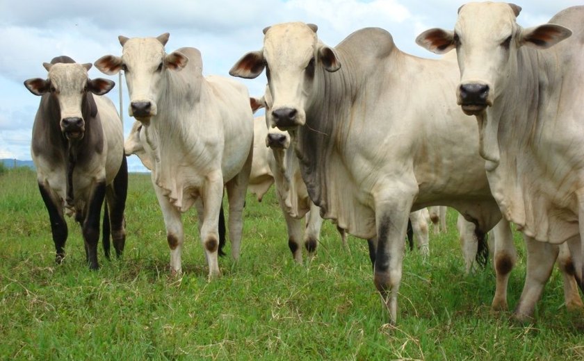 Alagoas registra menor quantidade de bovinos abatidos desde 1999, aponta IBGE