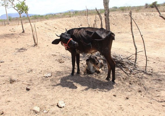 Governo federal reconhece emergência em 42 municípios alagoanos por conta da estiagem