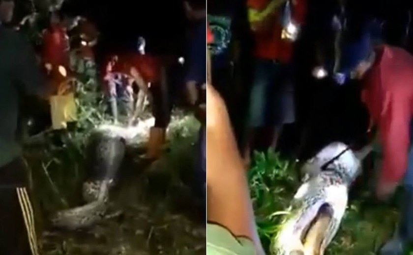 Corpo de indonésio é encontrado dentro de cobra de sete metros
