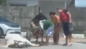 Polícia Civil identifica agressor de cavalo e apreende animais após denúncia em Maceió