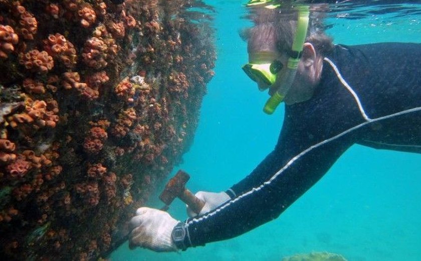 Suspeita de invasão do coral-sol acende alerta de órgãos em Alagoas