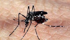 Seis mil usuários já baixaram o aplicativo de combate ao aedes aegypti