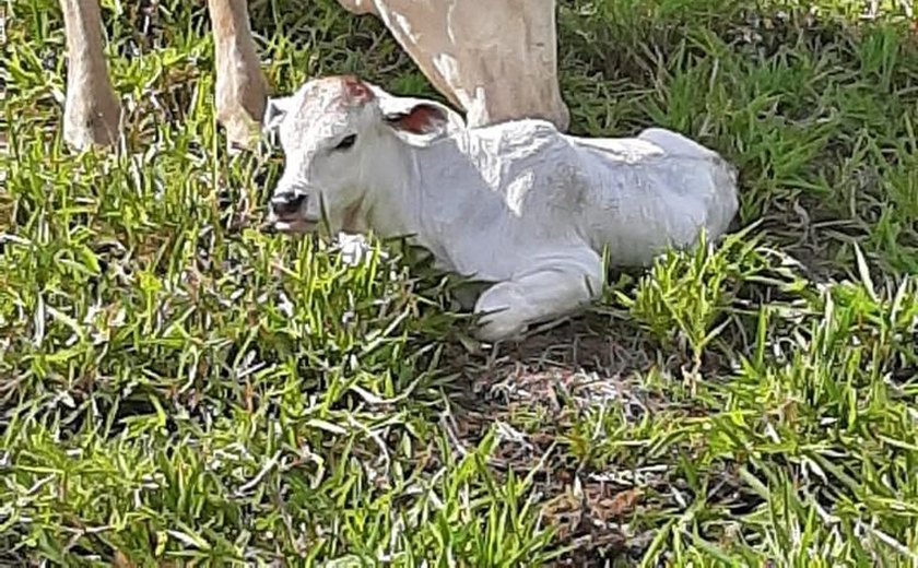 Fazenda que inova na criação de gado na Zona da Mata tem crescimento de 25%