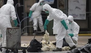 China confirma primeiro contágio humano de cepa da gripe aviária