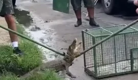 Vídeo: jacaré é resgatado após aparecer em via pública na Grande Maceió