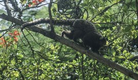 Descoberta de vírus da zika em macaco sugere ciclo silvestre da doença