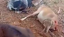 Ovelhas são mortas por suposta criatura misteriosa em Igaci