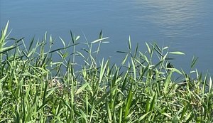 Corpo parcialmente submerso é encontrado por populares no Lago da Perucaba