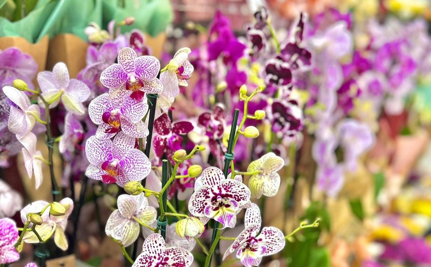 Plantas e flores ganham espaço no Dia das Mães como presentes que simbolizam afeto e cuidado diário