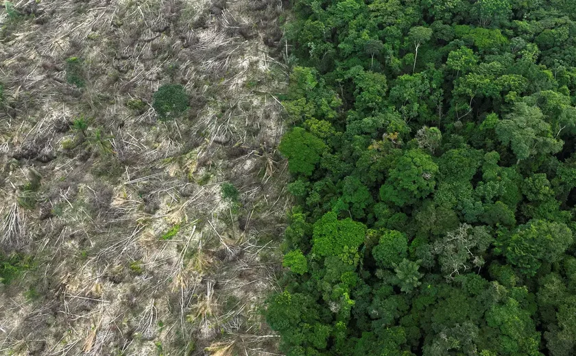 Brasil perdeu 111,7 milhões de hectares de áreas naturais em 40 anos