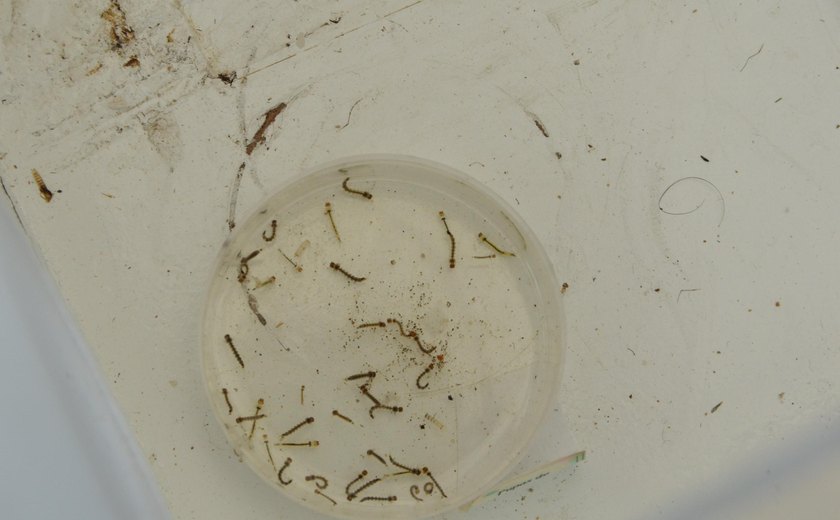 Sesau registra aumento nos casos de chikungunya, dengue e zika em Alagoas