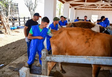Agricultura capacita profissionais para atuarem na inseminação artificial de rebanho bovino
