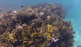 COP30: Coalizão Corais do Brasil trabalhará por conservação de recifes