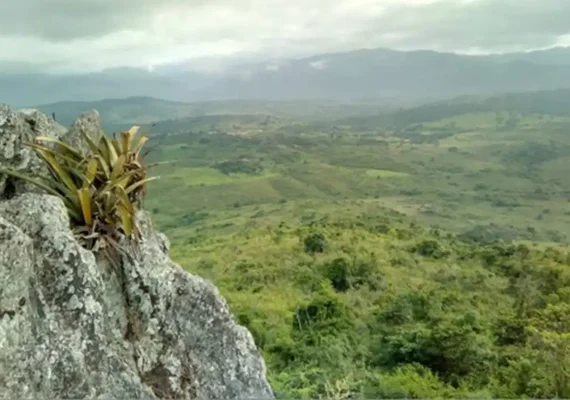 Pesquisador indígena cataloga 150 plantas medicinais de seu território