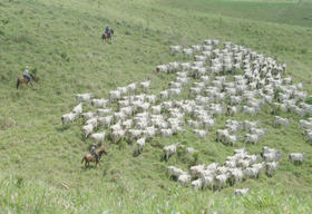 Produtores vão se reunir em Alagoas para discutir desenvolvimento da pecuária no Nordeste