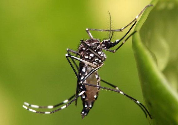 Combate ao mosquito da dengue já requer atenção