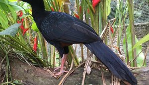 Primeira espécie de animal extinta na natureza na América do Sul será reintroduzida em AL