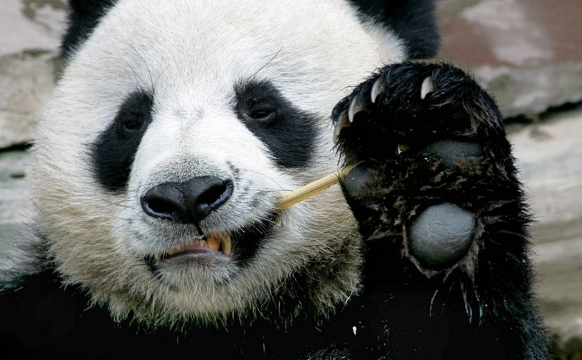 Panda emprestado pela China à Tailândia sofre ataque cardíaco