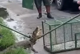 Vídeo: jacaré é resgatado após aparecer em via pública na Grande Maceió