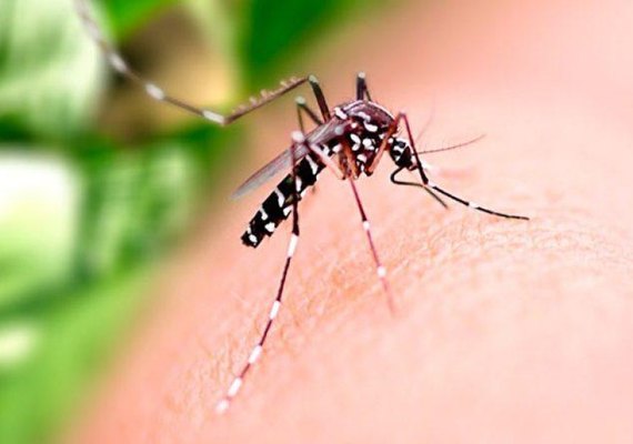 Atenção, Alagoas! Ministério da Saúde convoca a população para o Dia D de mobilização contra a dengue