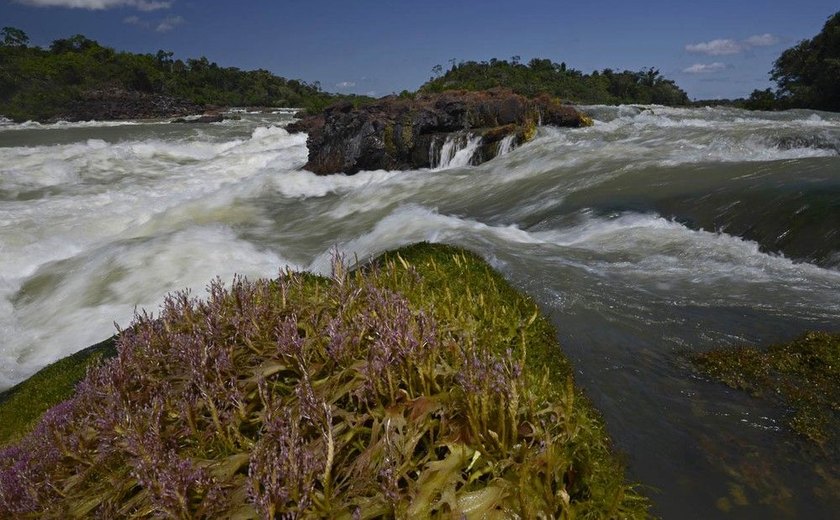 Brasil é o país que mais altera leis que deveriam proteger a Amazônia, diz estudo