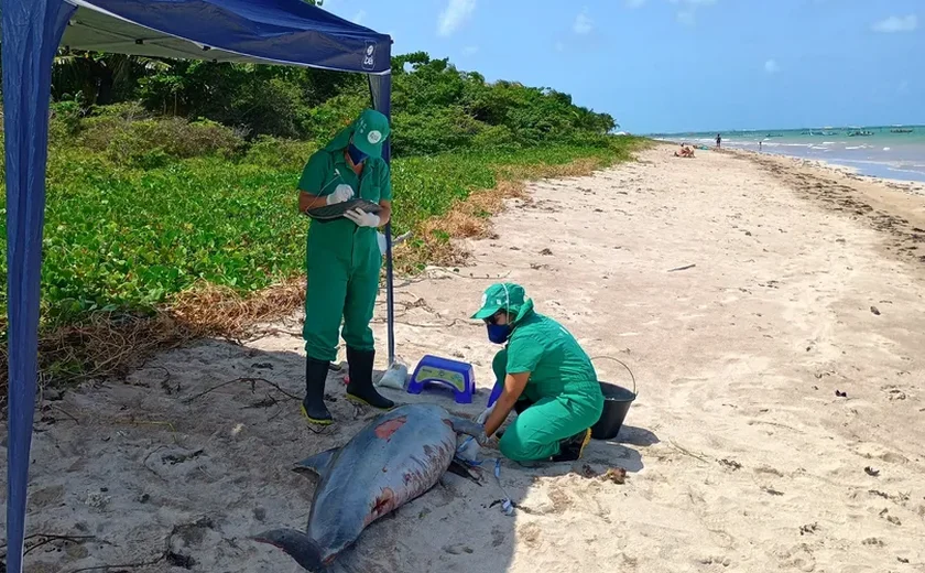 Boto-cinza é encontrado morto em São Miguel dos Milagres