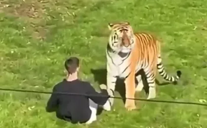 Homem morre após invadir recinto de tigres em zoológico na Inglaterra