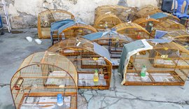 MP/AL participa de duas operações nacionais de combate ao tráfico que resultam no resgate de 755 animais silvestres