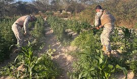 Operação apreende mais de 25 mil pés de maconha