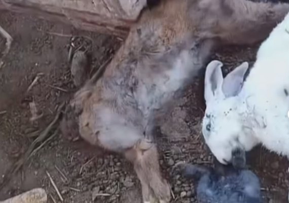 Suposto “chupa-cabra” volta a matar