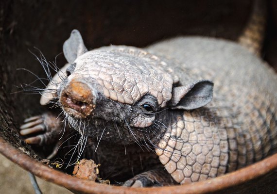FPI do São Francisco resgata mais de 500 animais silvestres durante primeira semana de ações