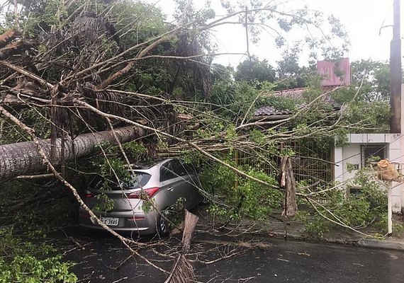 Árvores caem em carro e parte de residência no Conjunto Jardim Petrópolis