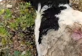 Novo ataque de criatura misteriosa causa a morte de gansos e ovelhas em Alagoas