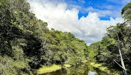 Plataforma identifica áreas prioritárias para restauração florestal