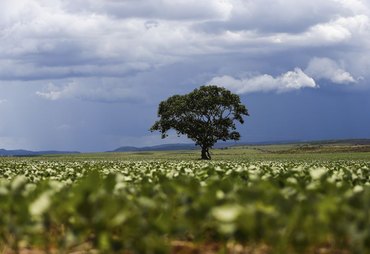 Produtor rural de AL têm até 30 de setembro para declarar ITR